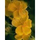 Rock Rose Bachblüten für Tiere